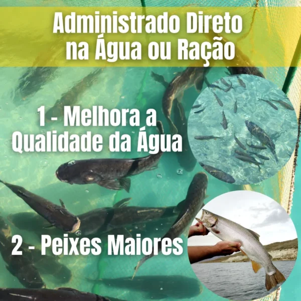 D_NQ_NP_2X_604983-MLB83071842670_032025-F-aqualimp-aquacultura-comida-de-peixe-probiotico-em-po-tanque Aqualimp Aquacultura – Comida de Peixe Probiótico em Pó