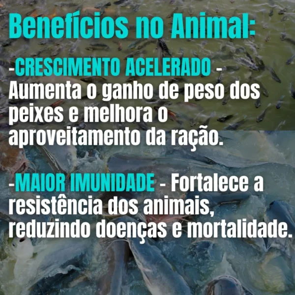 D_NQ_NP_2X_883736-MLB83362258805_032025-F-aqualimp-aquacultura-comida-de-peixe-probiotico-em-po-tanque Aqualimp Aquacultura – Comida de Peixe Probiótico em Pó