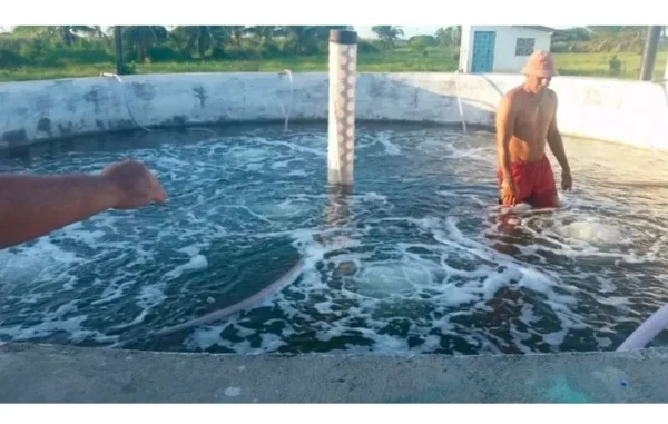 Mangueira Microporosa para Aeração – 50 metros