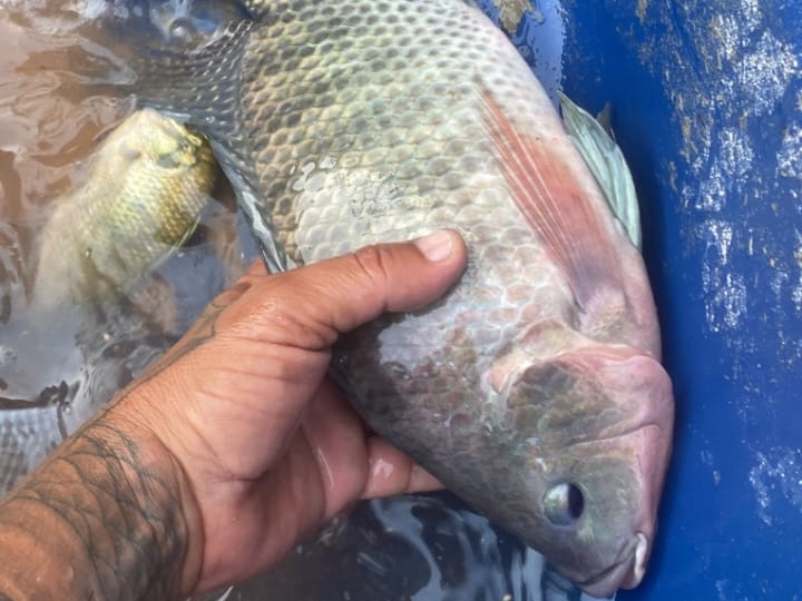 Imagem do WhatsApp de 2025-11-18 à(s) 09.09.10_51d19a97