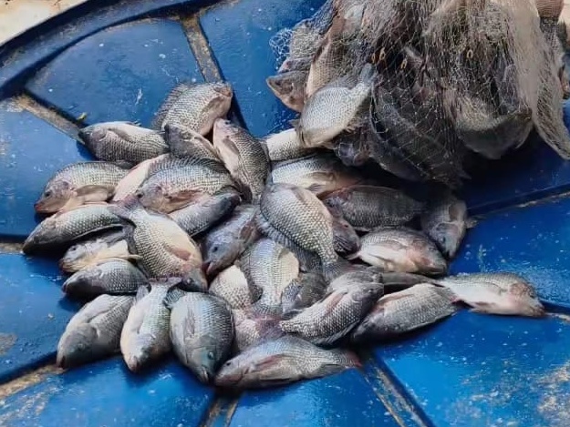 Imagem do WhatsApp de 2025-11-18 à(s) 09.09.10_61009c7e