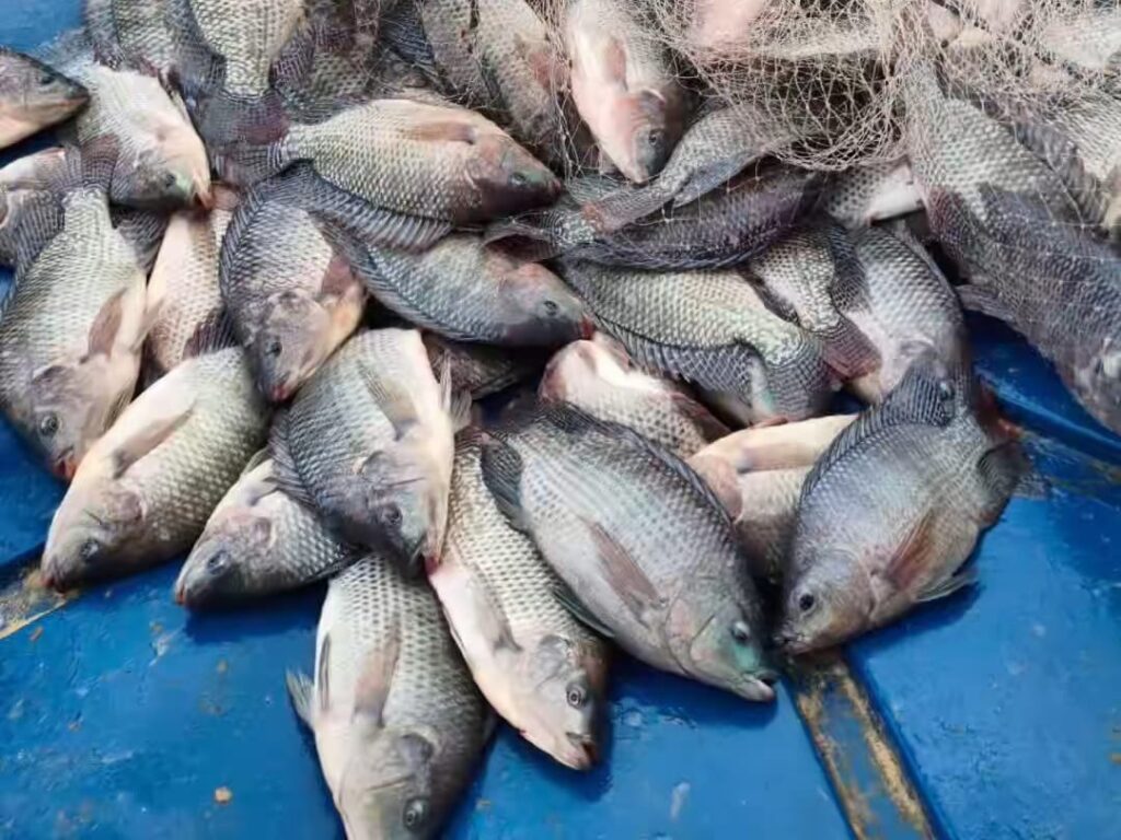 Imagem do WhatsApp de 2025-11-18 à(s) 09.09.10_6a93d6f3